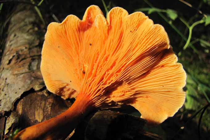 A close up horizontal image of a false chanterelle mushroom that is toxic, set on a log pictured on a soft focus background.