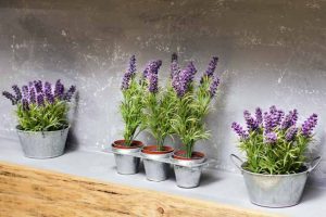 How To Grow Lavender in Every Climate