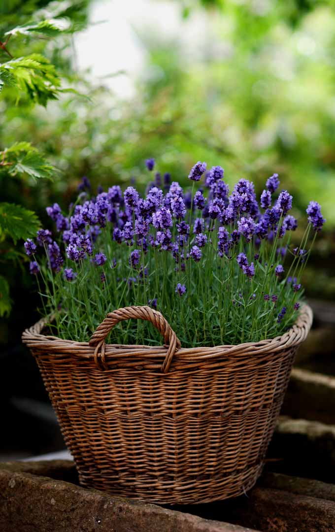 Do you want to add lavenders to your garden but don't know how? Learn how to easily plant these fragrant blooms in your garden now: https://gardenerspath.com/plants/herbs/grow-lavender/ 