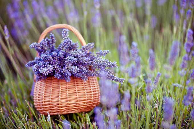 Easily Grow Lavender In Your Backyard | GardenersPath.com