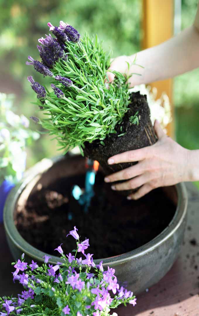 Do you think growing lavender in your region is not possible? Think again. Grow lavender in your garden now: https://gardenerspath.com/plants/herbs/grow-lavender/ 