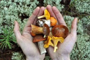 Spawning A Mycelial Mélange: How to Grow Mushrooms Outdoors