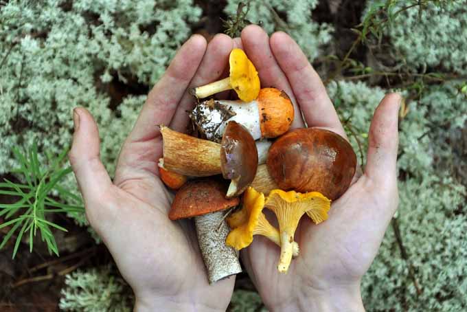 How to Grow Mushrooms Outdoors | GardenersPath.com