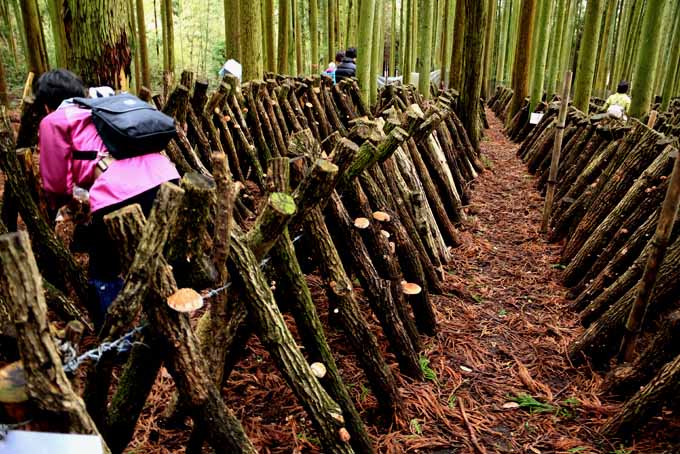 A close up horizontal image of a set of logs growing mushrooms.