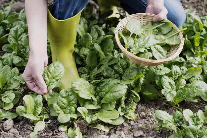 Tips on Growing Spinach At home | GardenersPath.com
