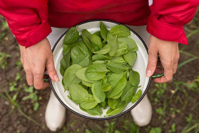 Growing Baby Spinach At Home | GardenersPath.com