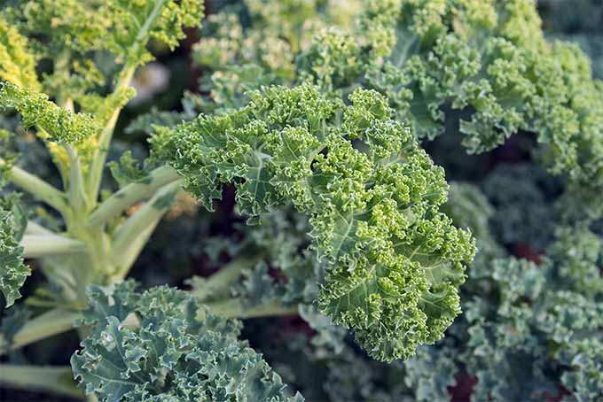 Learn how to grow kale at home | Gardener's Path