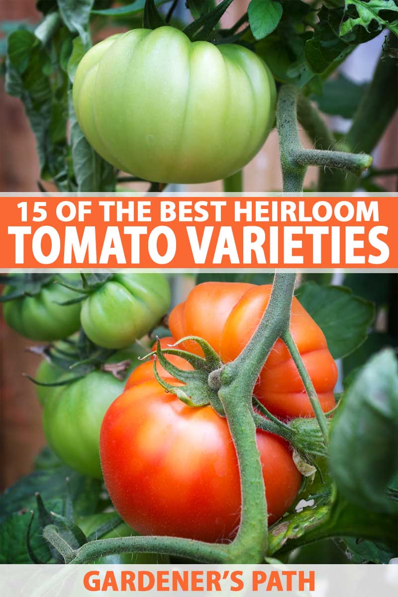 The Best Heirloom Tomato Varieties | Gardener's Path