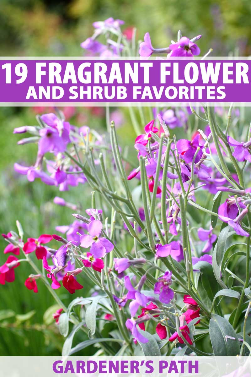 19 fragrant flower and shrub favorites | gardener's path