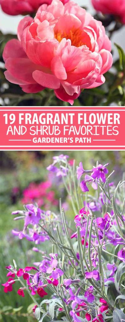 19 of the Best Fragrant Flowers and Shrubs to Grow at Home