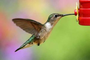 A close up of a male hummingbird drinking nectar from a plastic feeder | Gardener's Path.