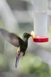 best hummingbird feeder to keep other birds away