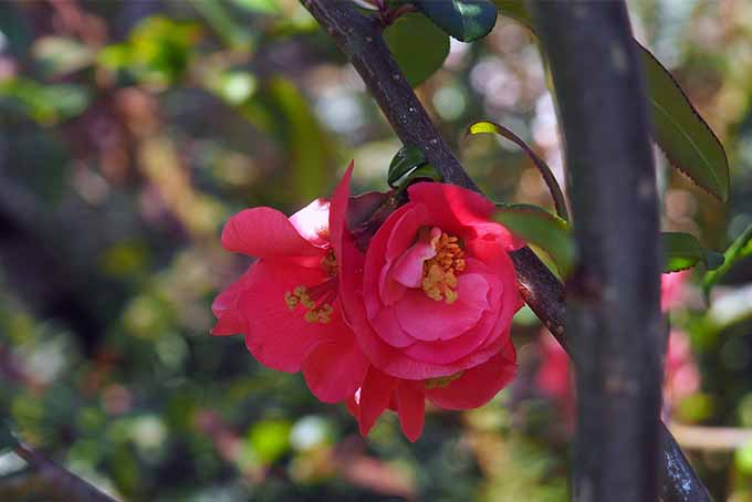 Learn which flowers and shrubs give your garden a heavenly scent | GardenersPath.com