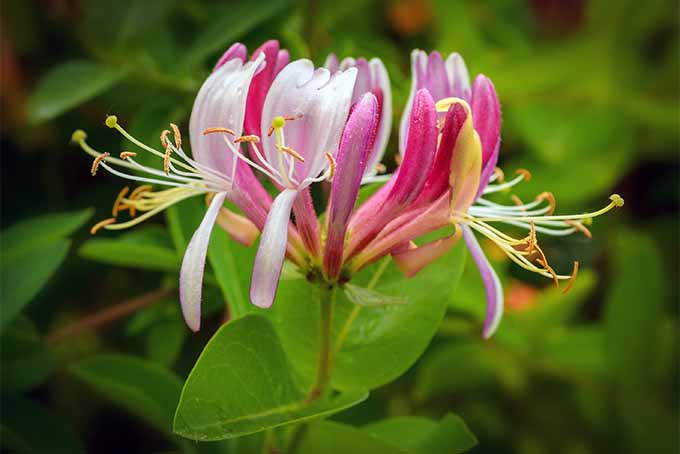 Check out our expert's list of 19 aromatic plants to add to your garden | GardenersPath.com