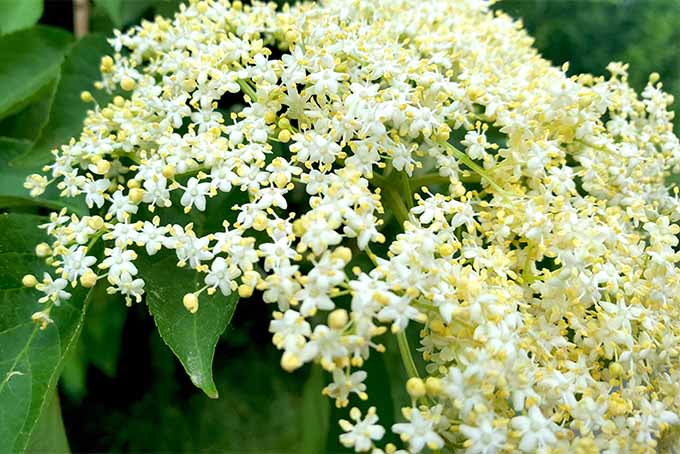 Get tips and tricks about how to grow elderberry bushes | GardenersPath.com