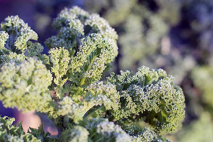 Curly kale with frost on it, growing in the garden on a cold morning. | GardenersPath.com