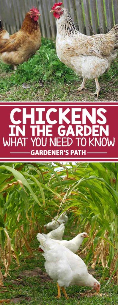 A collage of different photos showing chickens in a veggie garden.