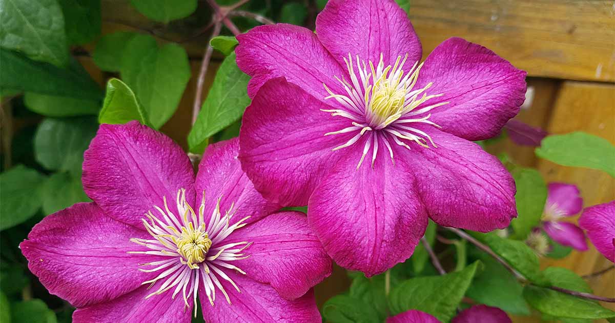 How To Grow Clematis Make Your Vines Pop With Color Gardener S Path