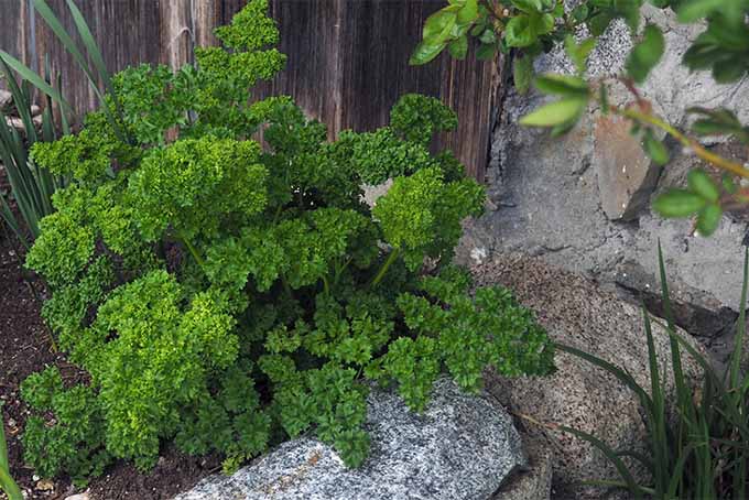 Use curly leaf parsley as an accent plant in your landscape | GardenersPath.com