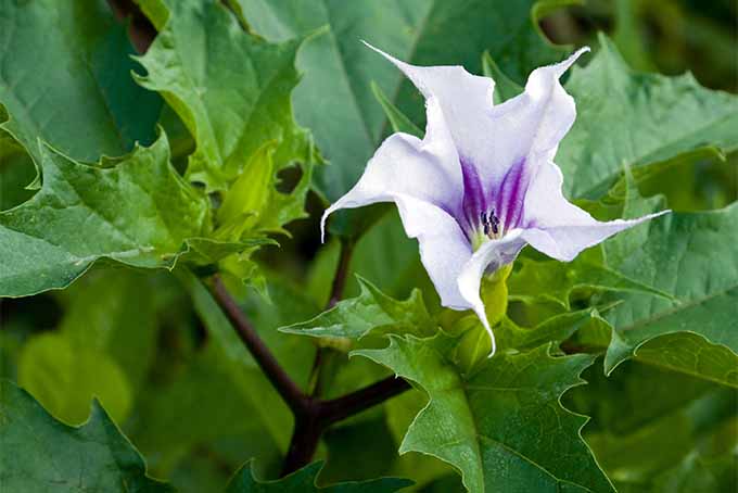 Datura is one of our favorite flowers for fragrance | GardenersPath.com