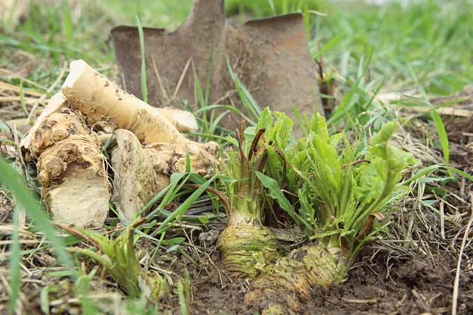 Horseradish being dug out of a vegetable garden.