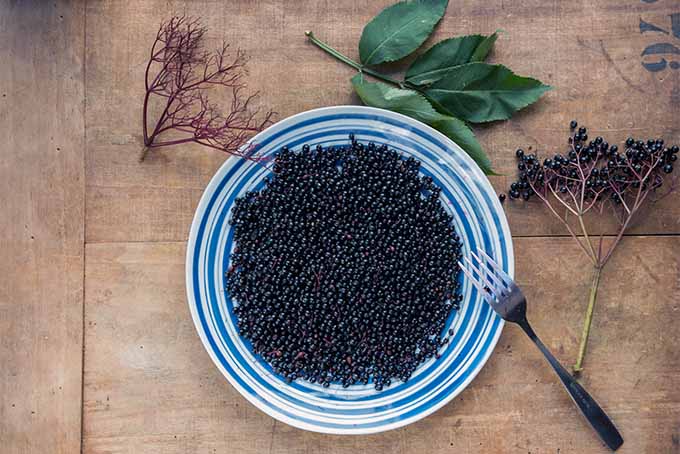 Learn how to harvest the fruit of an elderberry bush | GardenersPath.com