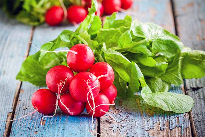Get expert tips about growing radishes in your garden | GardenersPath.com