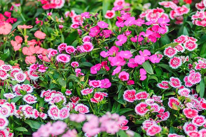 Plant dianthus flowers for a fragrant garden | GardenersPath.com