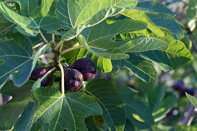 A close up horizontal image of ripe figs growing on the tree in the garden pictured in light sunshine with foliage in soft focus surrounding the fruit.