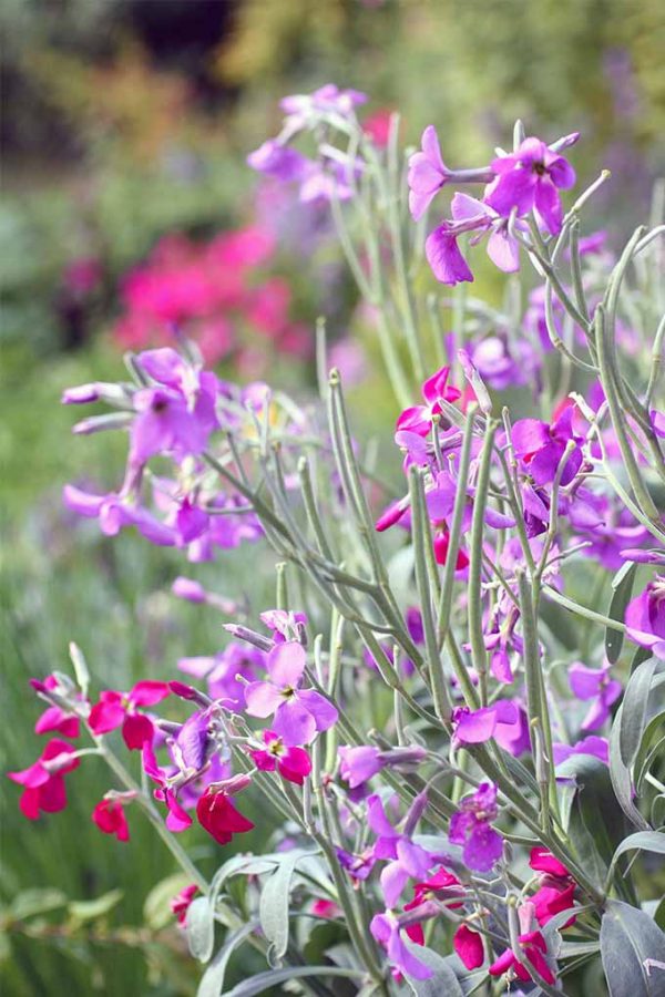 19 Fragrant Flower and Shrub Favorites | Gardener's Path