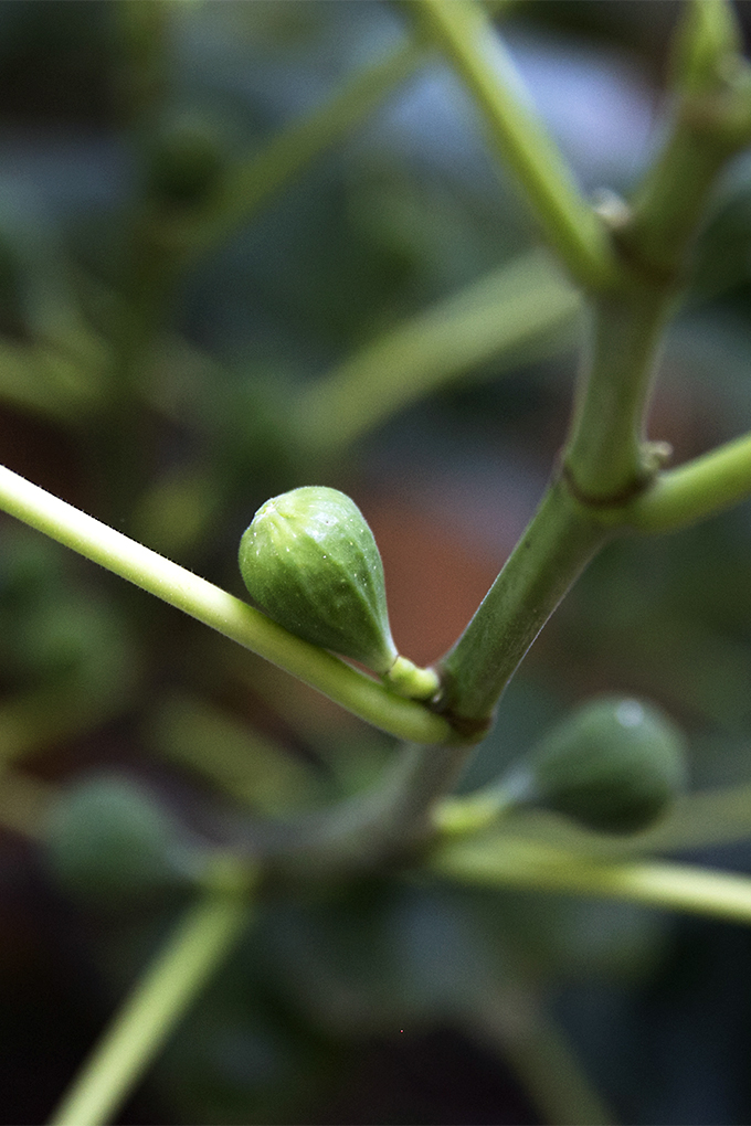 A close up vertical image of a branch of a tree with a small green developing fig pictured on a soft focus background.