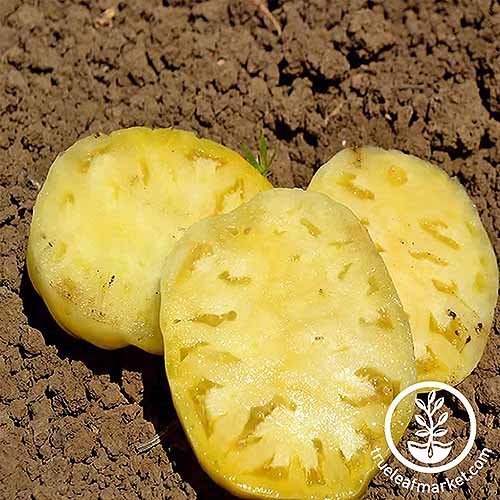 A close up of a 'Great White' tomato, with yellow skin and pale flesh, sliced and set on the ground on soil. To the bottom right of the frame is a white circular logo with text.