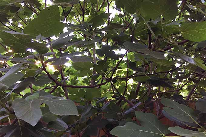 A close up horizontal image of the foliage of a fig tree. growing in the garden pictured in light filtered sunshine.