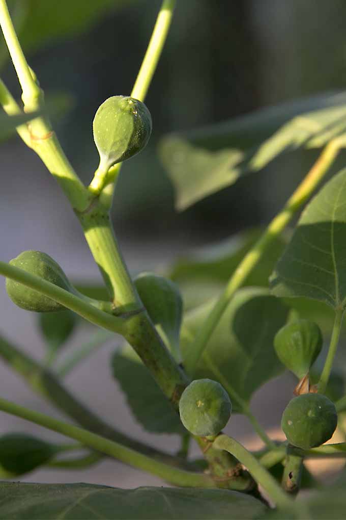 A close up vertical image of unripe figs growing on the tree pictured in light sunshine with foliage in soft focus in the background.