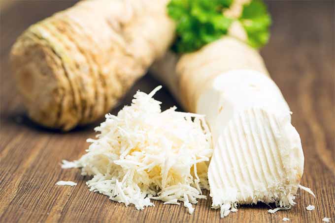 Grow horseradish at home, and add a spicy pungency to your dishes | GardenersPath.com