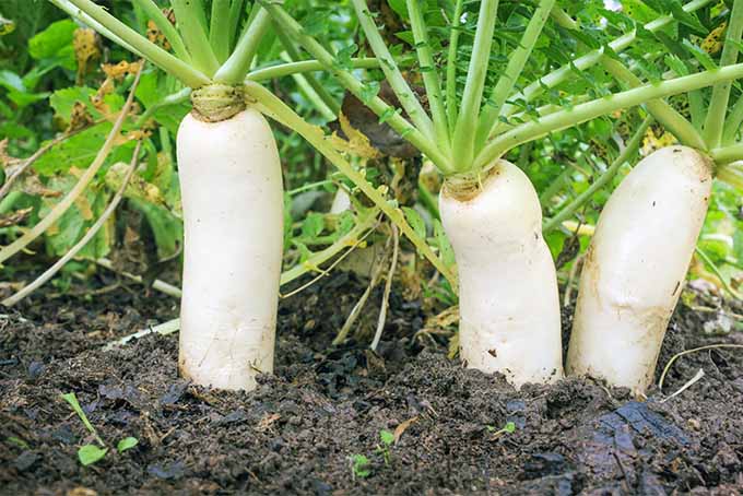 Grow various winter radish types like daikon with tips from our expert | GardenersPath.com