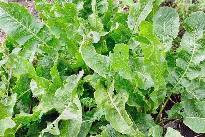 Add spice to your dinners with homegrown horseradish | GardenersPath.com
