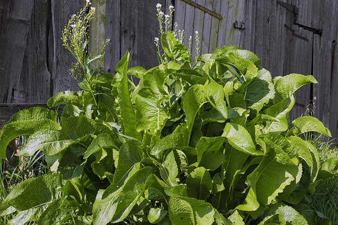 Learn how to grow horseradish plants from our experts | GardenersPath.com