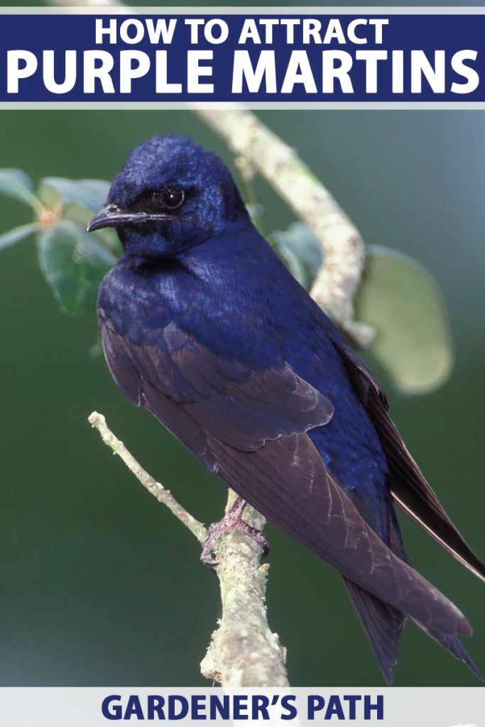 Close up of a male purple martin on a tree branch.