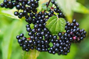 Learn all about growing elderberry bushes in your garden | GardenersPath.com