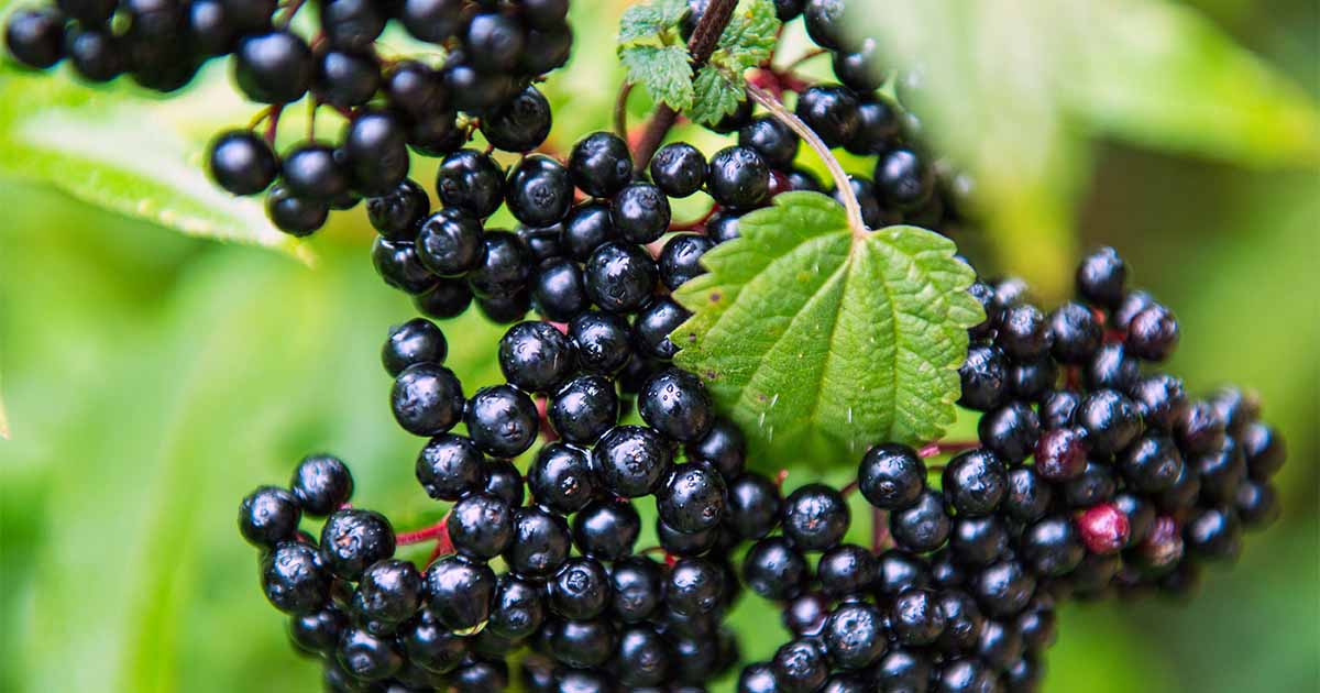 How to Grow Elderberries | Gardener's Path