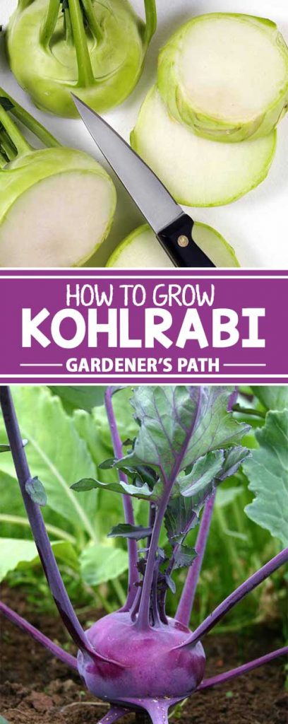 A collage of photos showing green, white, and purple kohlrabi growing in the gardening and being sliced up with a knife.