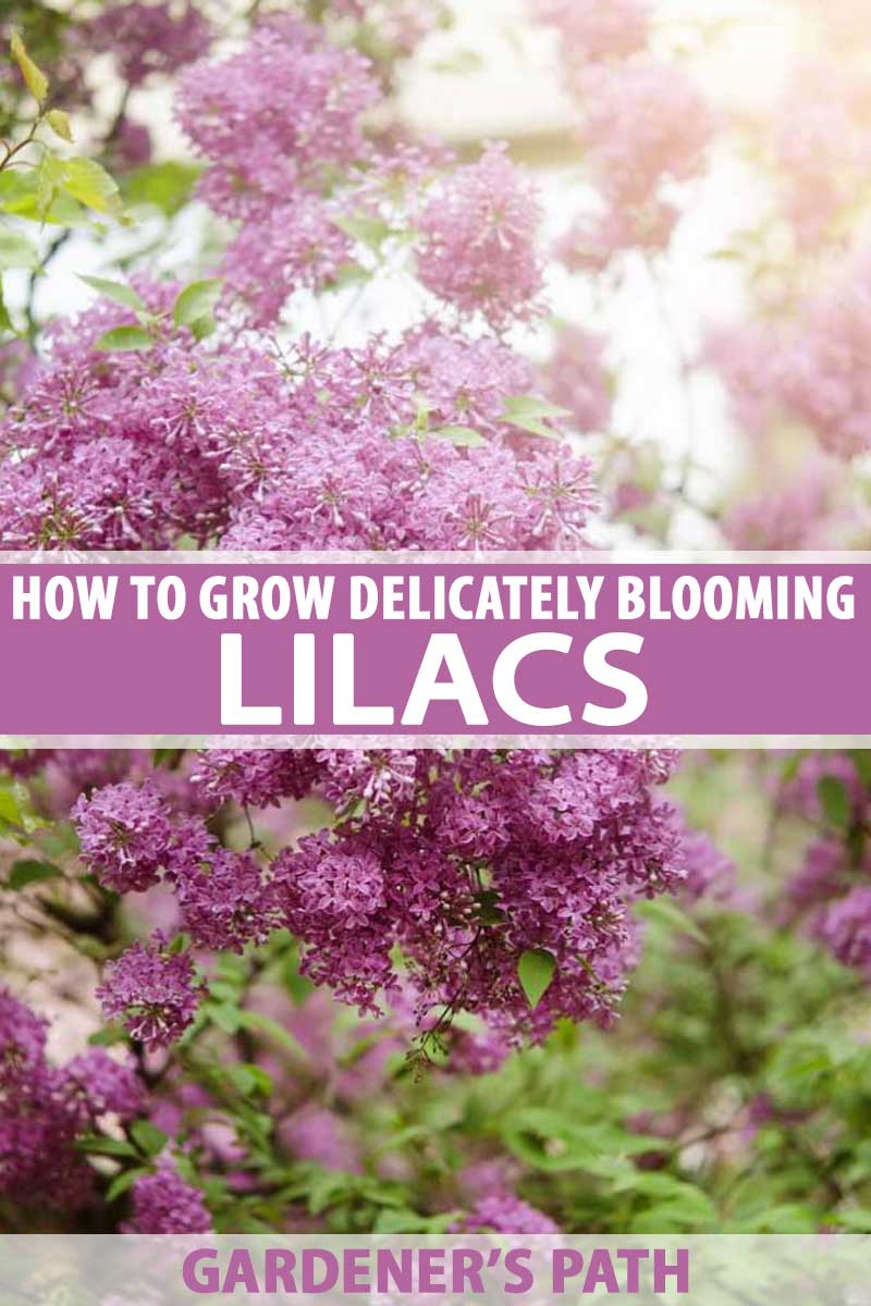How To Grow Delicately Blooming Lilacs Gardener S Path,What Does Poison Sumac Look Like On Your Skin