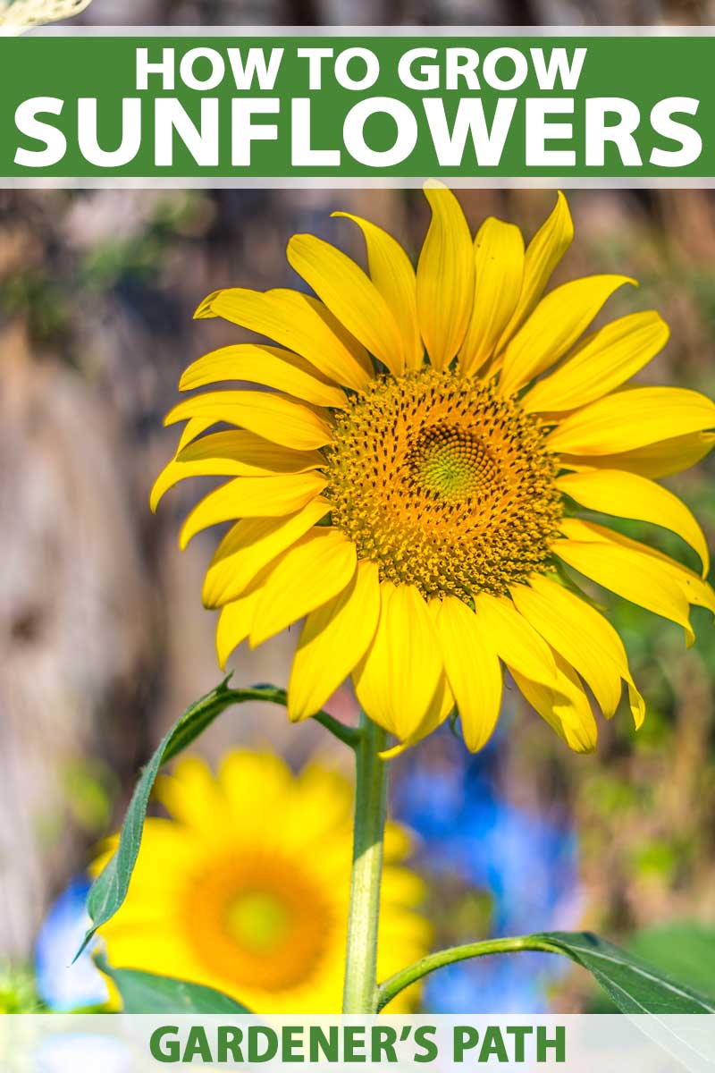 how to grow sunflowers at home | gardener's path