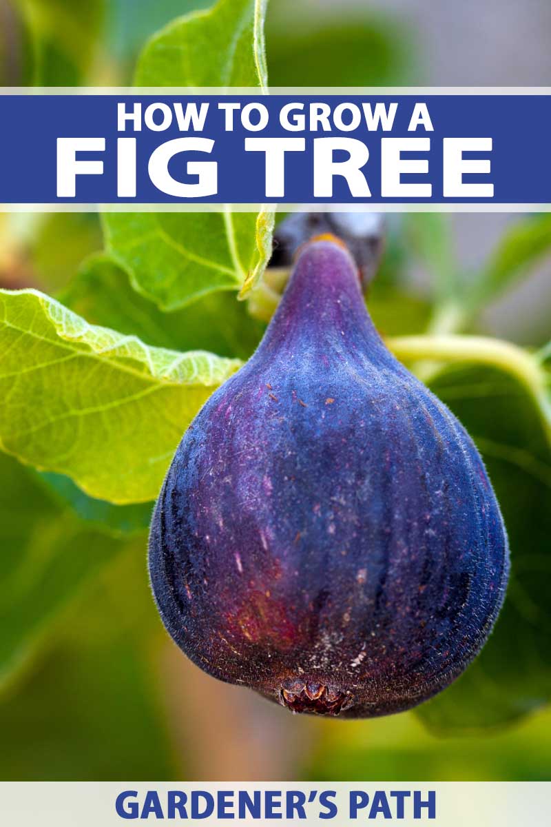 Fruit on fig tree