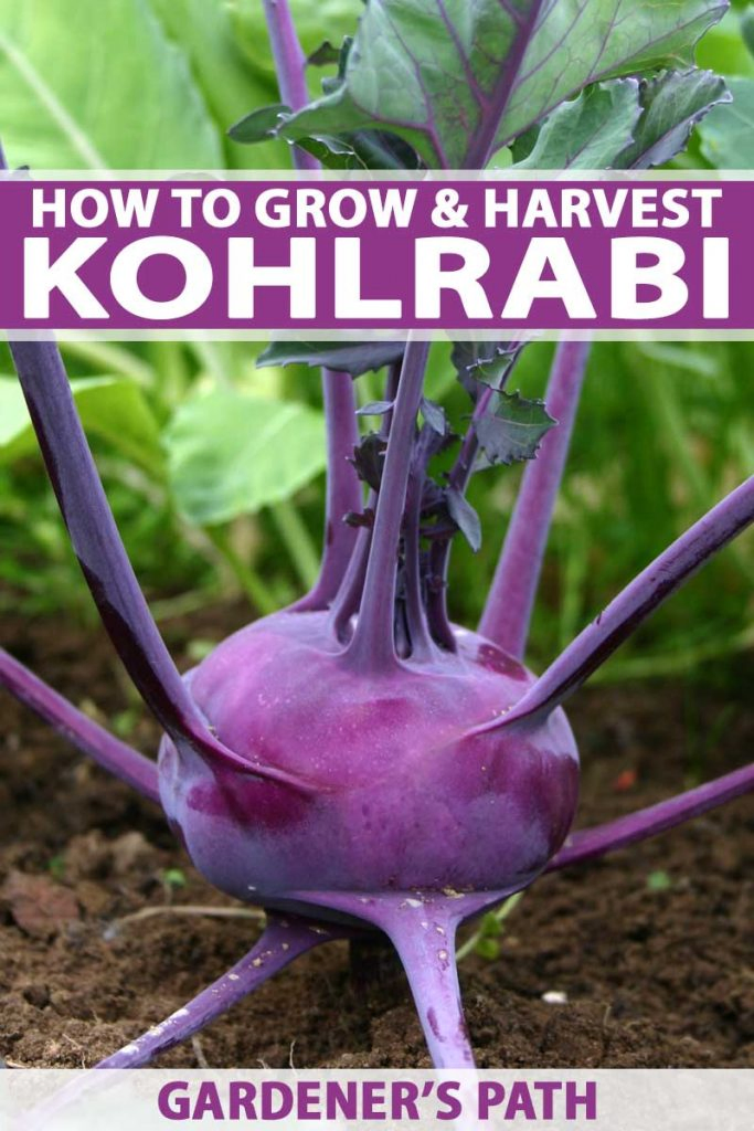 Vertical image of a striking purple kohlrabi bulb growing out of rich dirt. Green leaves reside atop purple stalks emerging from the bulb. Numerous green leaves are in the background.