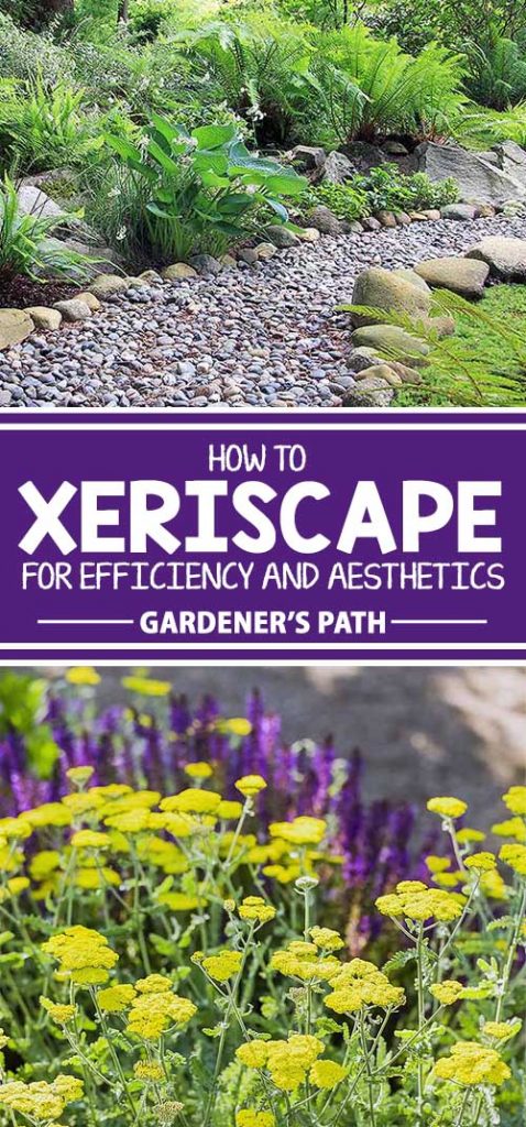 Have you heard of xeriscaping? Often associated with desert climates, it’s much more than succulents and cacti. This sensible landscape style conserves water, reduces garden maintenance, and provides habitat for endemic species. Learn all about its aesthetics and efficiency here on Gardener’s Path.
