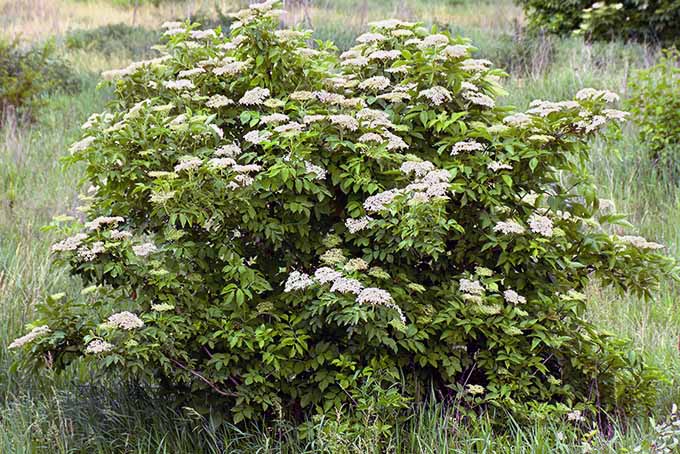 Plant elderberry in a cool, moist area of your garden | GardenersPath.com
