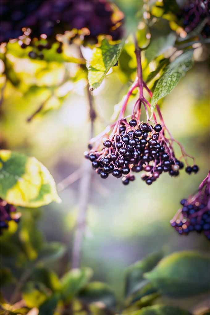 Plant elderberry bushes in pairs, no more than 60 feet apart, for cross-pollination: https://gardenerspath.com/plants/fruit/grow-elderberries/