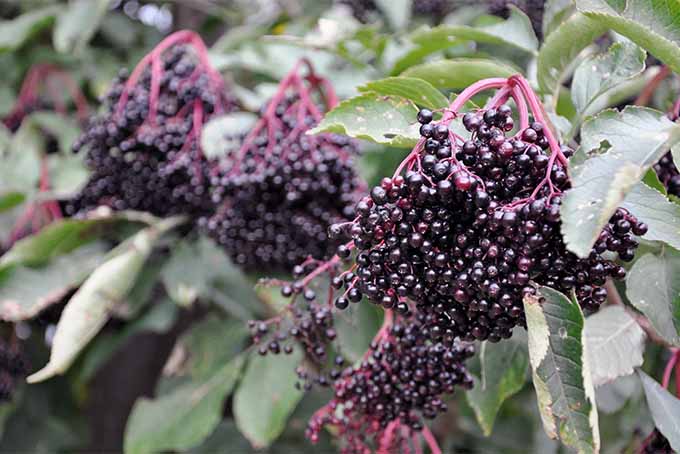 Plant elderberry bushes in the spring, once the danger of frost has passed | GardenersPath.com
